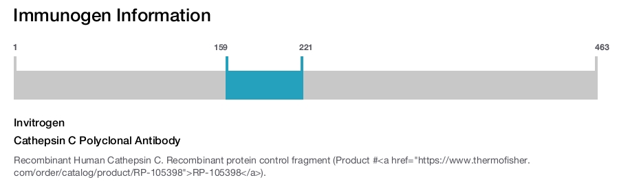 Cathepsin C Polyclonal Antibody