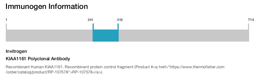 KIAA1161 Polyclonal Antibody