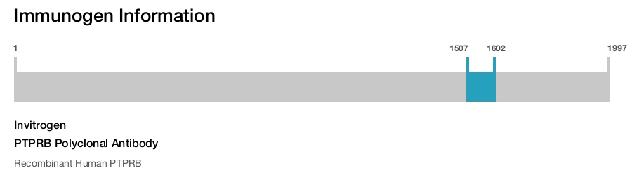 PTPRB Polyclonal Antibody