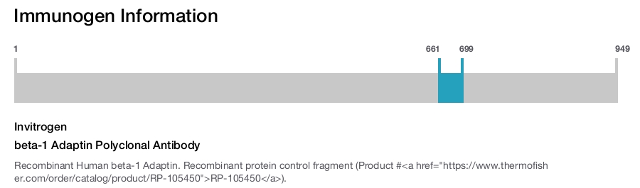 beta-1 Adaptin Polyclonal Antibody