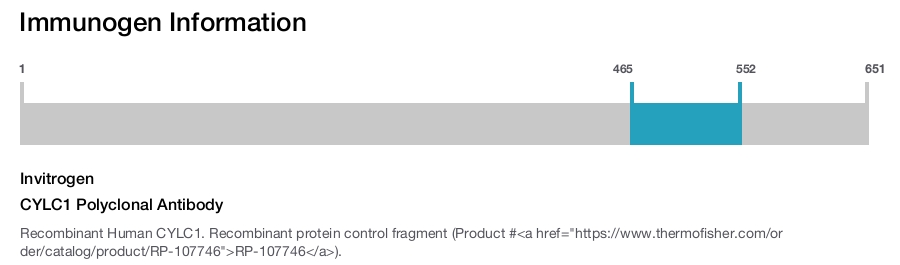 CYLC1 Polyclonal Antibody