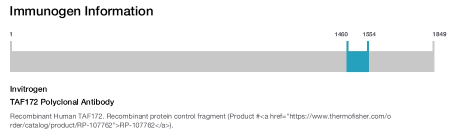 TAF172 Polyclonal Antibody