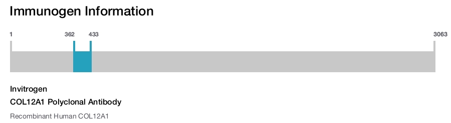 COL12A1 Polyclonal Antibody