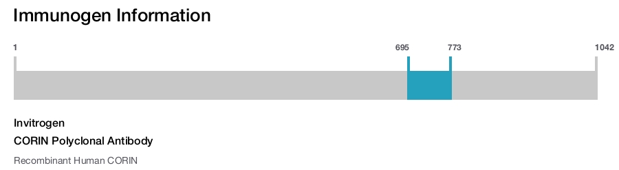 CORIN Polyclonal Antibody