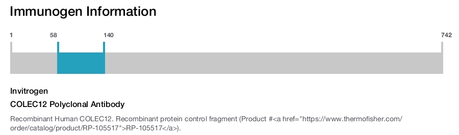 COLEC12 Polyclonal Antibody