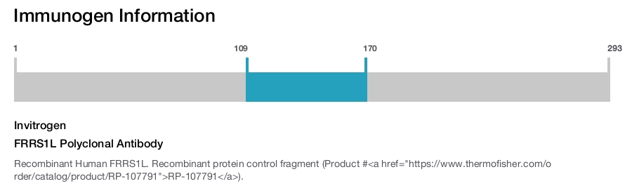 FRRS1L Polyclonal Antibody