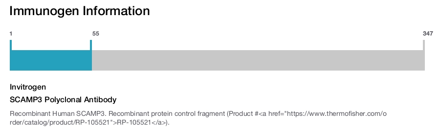 SCAMP3 Polyclonal Antibody