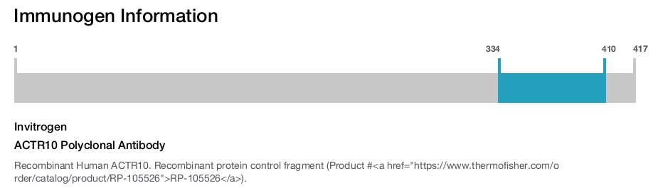 ACTR10 Polyclonal Antibody