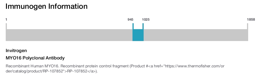 MYO16 Polyclonal Antibody