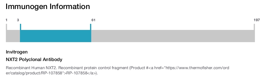 NXT2 Polyclonal Antibody