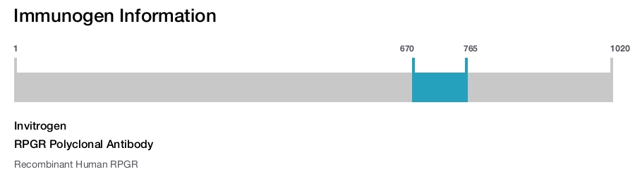 RPGR Polyclonal Antibody