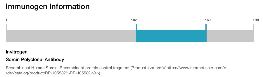 Sorcin Polyclonal Antibody