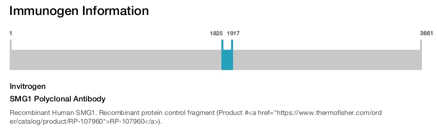 SMG1 Polyclonal Antibody