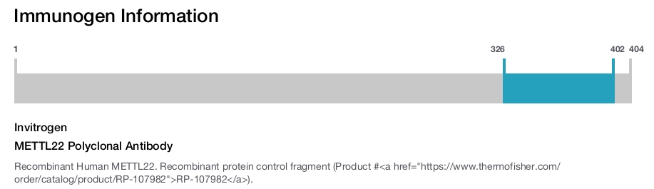 METTL22 Polyclonal Antibody