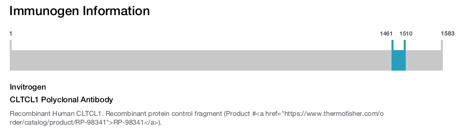 CLTCL1 Polyclonal Antibody