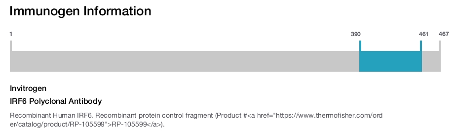 IRF6 Polyclonal Antibody