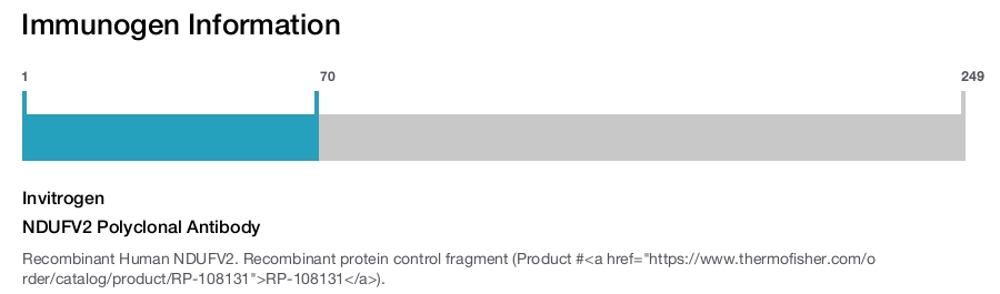 NDUFV2 Polyclonal Antibody