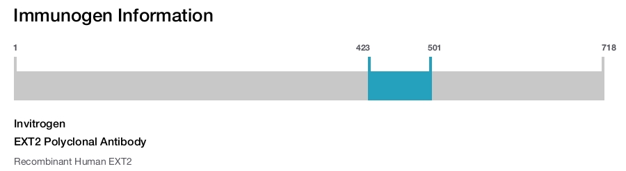 EXT2 Polyclonal Antibody