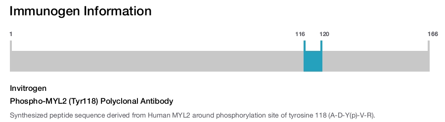 Phospho-MYL2 (Tyr118) Polyclonal Antibody