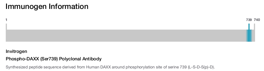 Phospho-DAXX (Ser739) Polyclonal Antibody