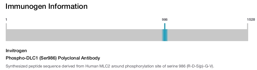 Phospho-DLC1 (Ser986) Polyclonal Antibody
