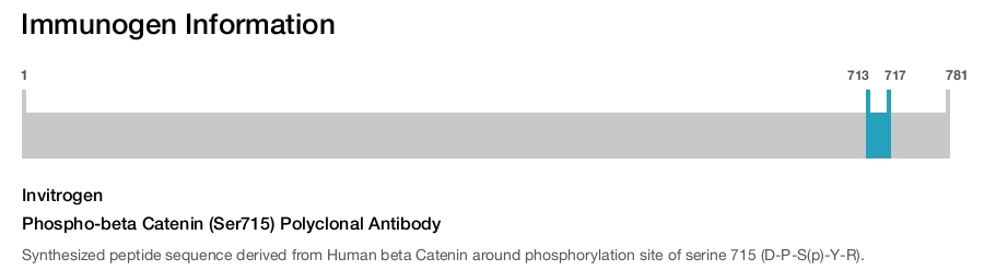 Phospho-beta Catenin (Ser715) Polyclonal Antibody
