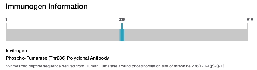 Phospho-Fumarase (Thr236) Polyclonal Antibody