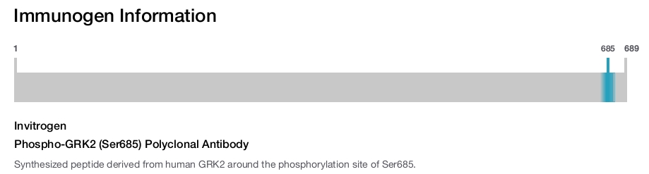 Phospho-GRK2 (Ser685) Polyclonal Antibody