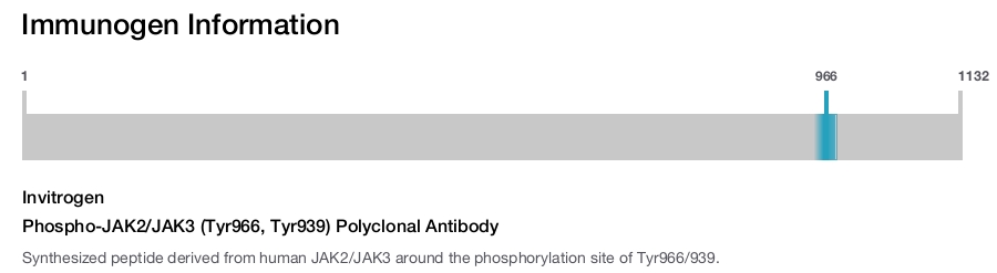 Phospho-JAK2/JAK3 (Tyr966, Tyr939) Polyclonal Antibody