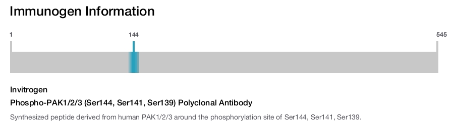 Phospho-PAK1/2/3 (Ser144, Ser141, Ser139) Polyclonal Antibody