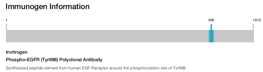 Phospho-EGFR (Tyr998) Polyclonal Antibody