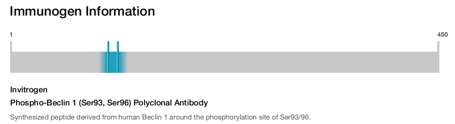 Phospho-Beclin 1 (Ser93, Ser96) Polyclonal Antibody