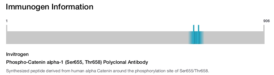 Phospho-Catenin alpha-1 (Ser655, Thr658) Polyclonal Antibody