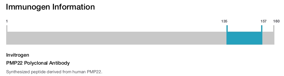 PMP22 Polyclonal Antibody