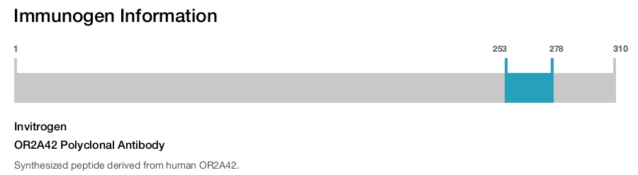 OR2A42 Polyclonal Antibody