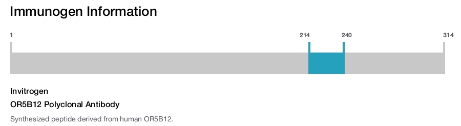 OR5B12 Polyclonal Antibody