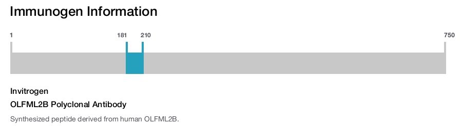 OLFML2B Polyclonal Antibody