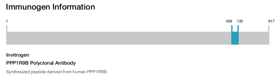 PPP1R9B Polyclonal Antibody