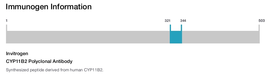 CYP11B2 Polyclonal Antibody
