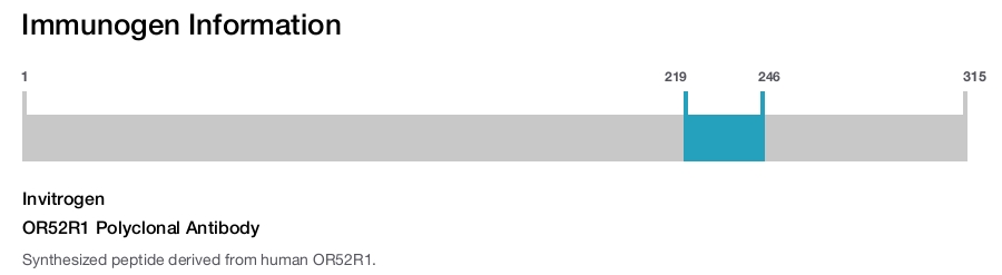 OR52R1 Polyclonal Antibody