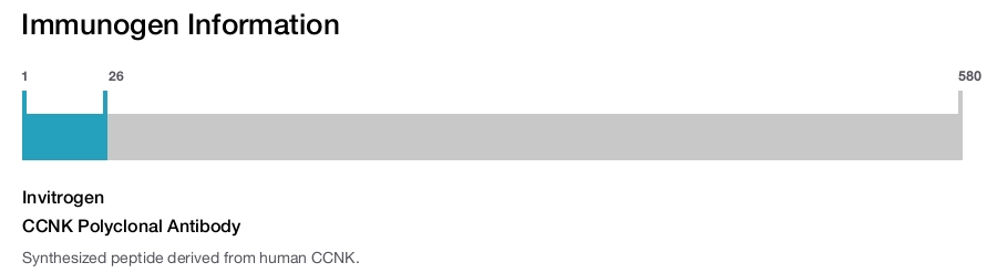 CCNK Polyclonal Antibody