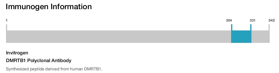 DMRTB1 Polyclonal Antibody