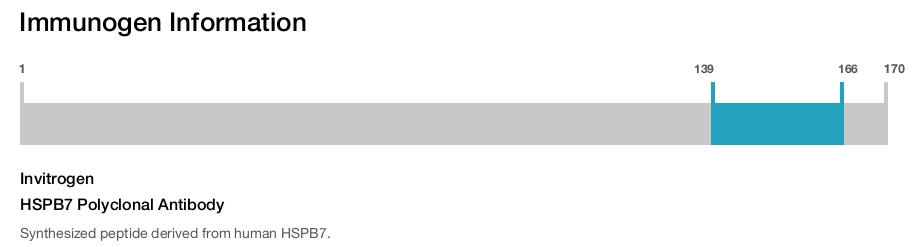 HSPB7 Polyclonal Antibody