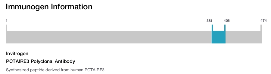 PCTAIRE3 Polyclonal Antibody