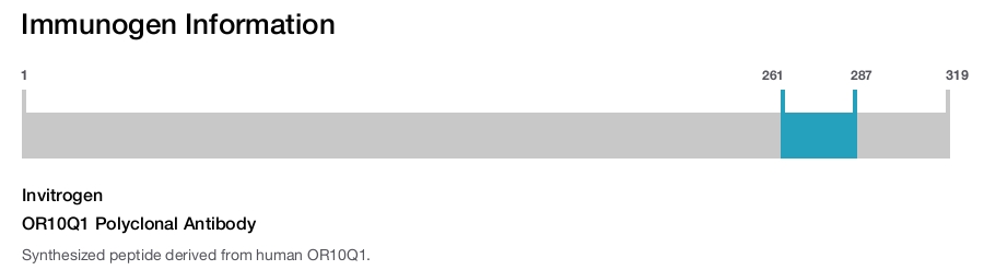 OR10Q1 Polyclonal Antibody