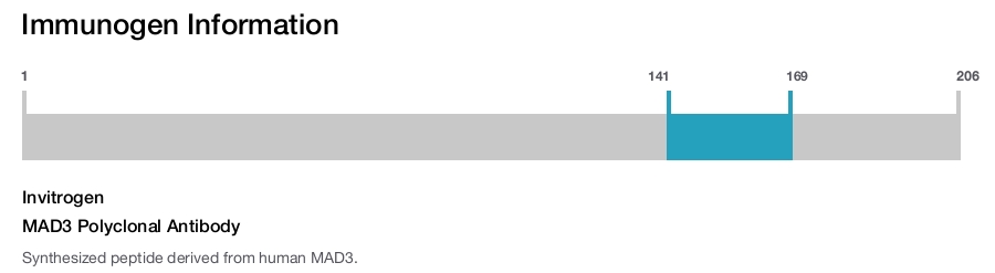 MAD3 Polyclonal Antibody