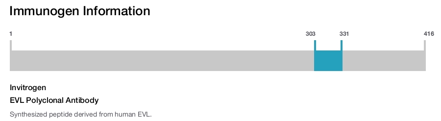 EVL Polyclonal Antibody