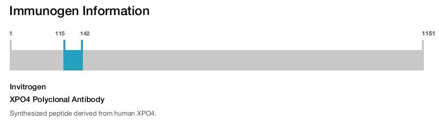 XPO4 Polyclonal Antibody