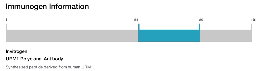 URM1 Polyclonal Antibody