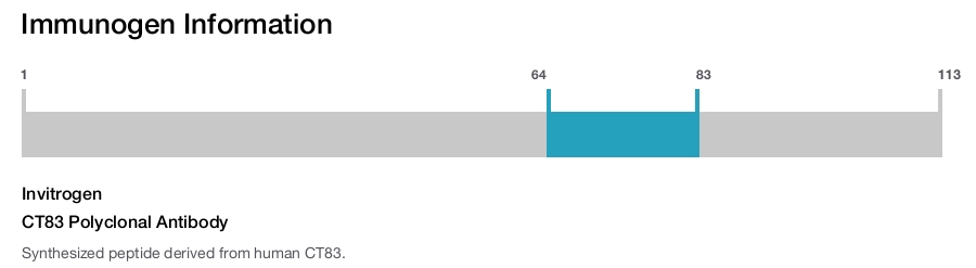 CT83 Polyclonal Antibody